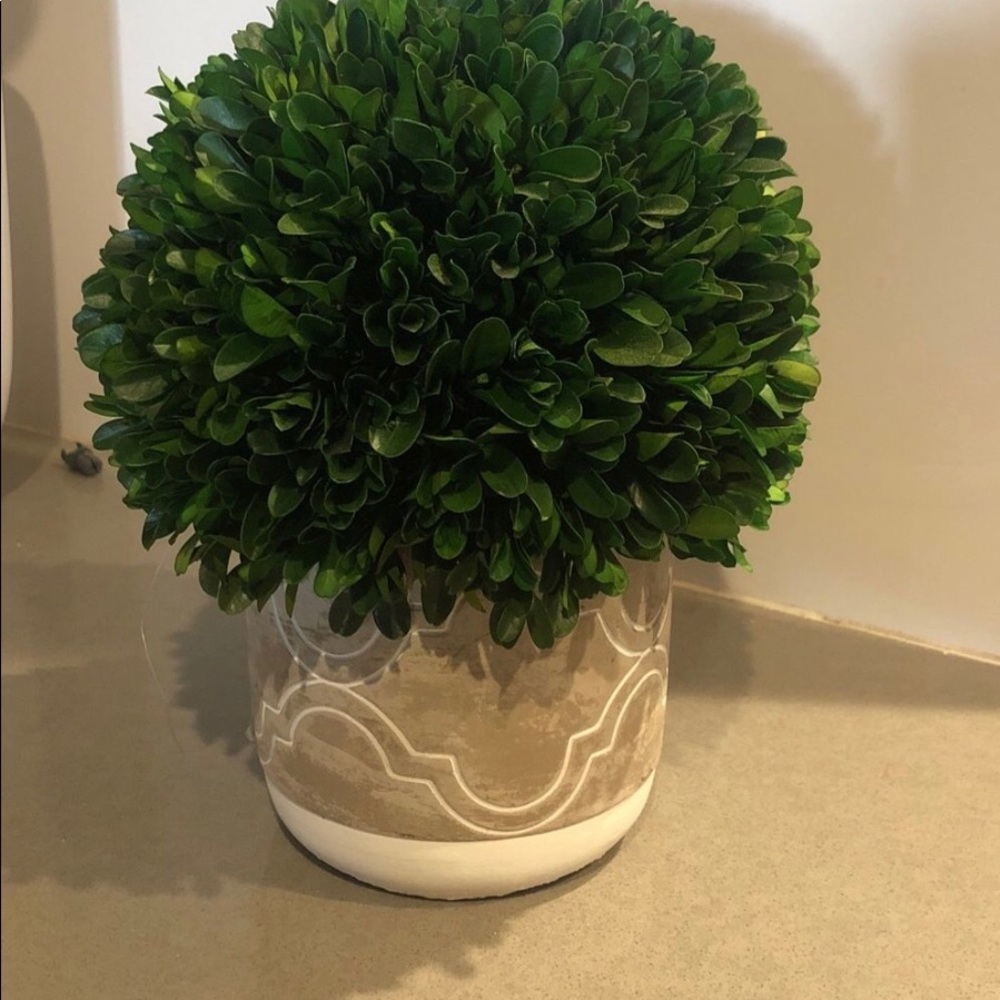 Dried boxwood topiary